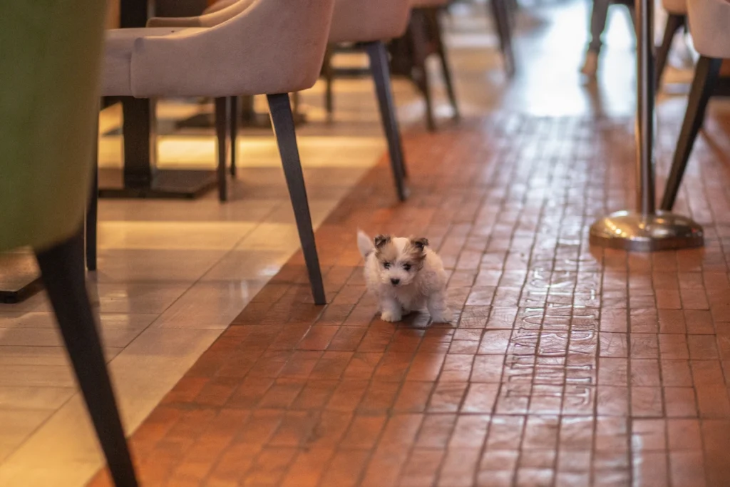 Best dog-friendly restaurants Cobourg